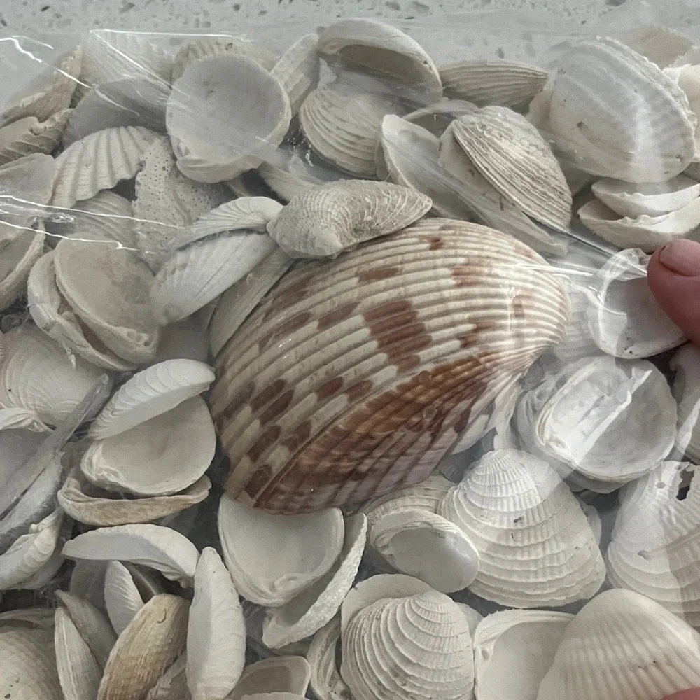 Beautiful Assorted Seashells Collection from Florida #25
